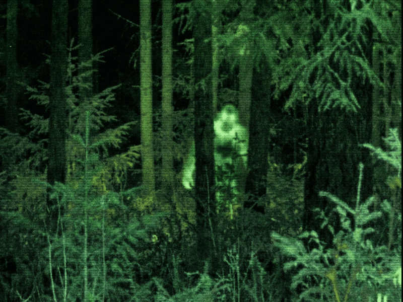 Digitally enhanced trail camera still