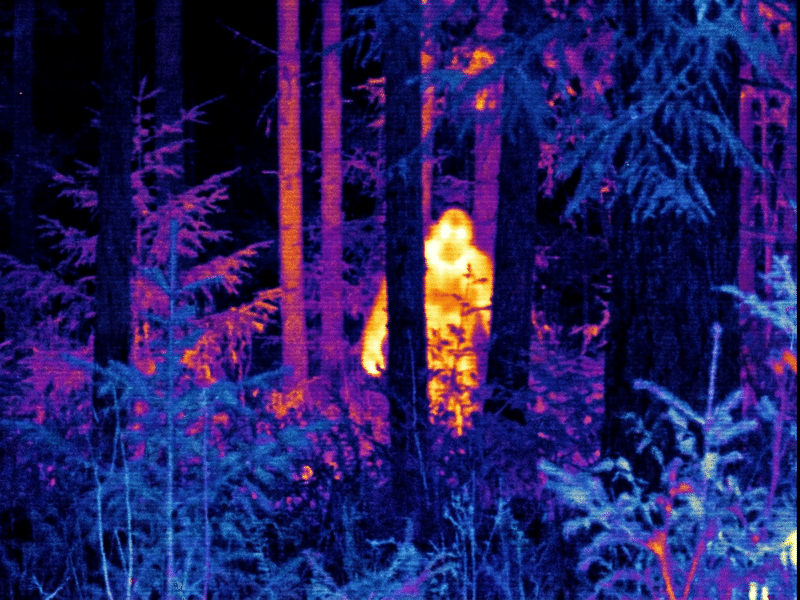 Thermal camera evidence of large figure in forest
