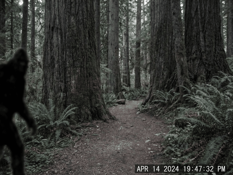 Trail camera footage of forest at night
