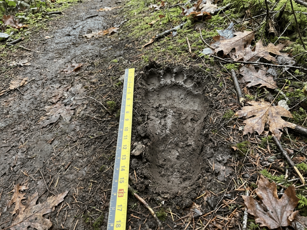 Large bipedal footprint in mud with measuring ruler